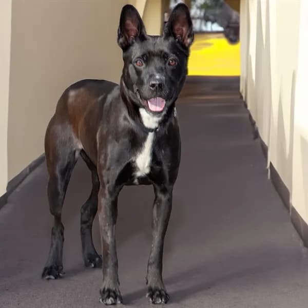 Isis Snow - Australian Cattle Dog mix