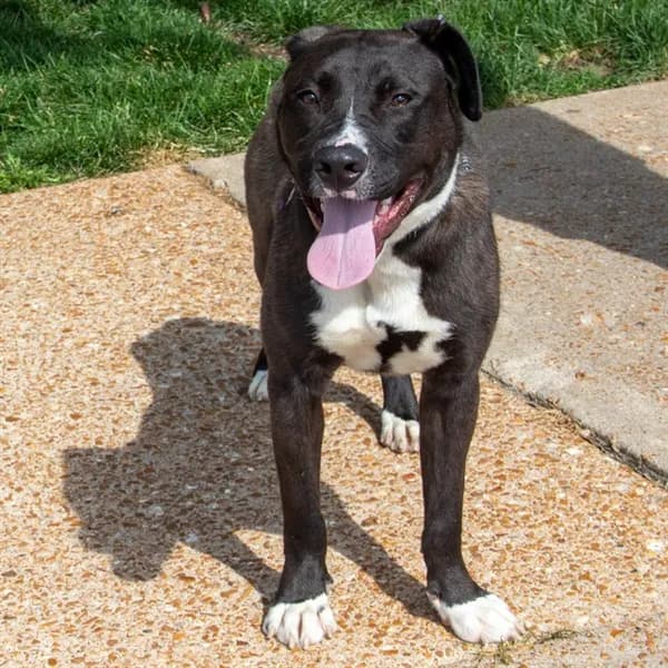 Zeus - Labrador Retriever mix