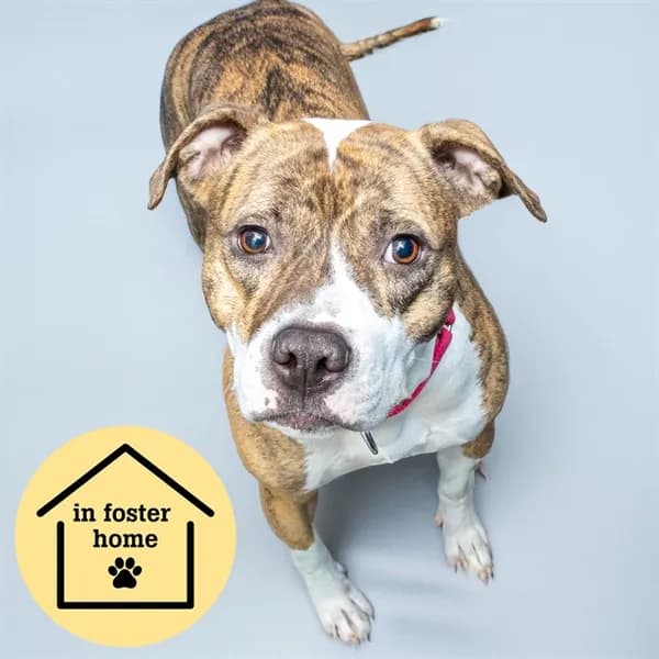 Princess - Pit Bull Terrier mix