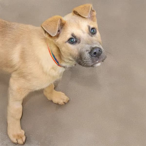 Tikki - German Shepherd Dog mix