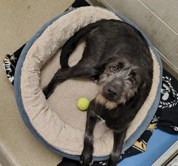 Arthur - Labrador Retriever and Schnauzer - Giant