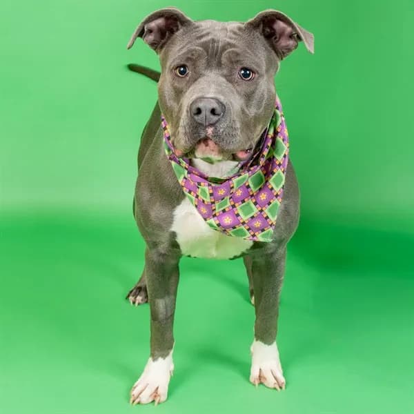 Nelly - Pit Bull Terrier mix
