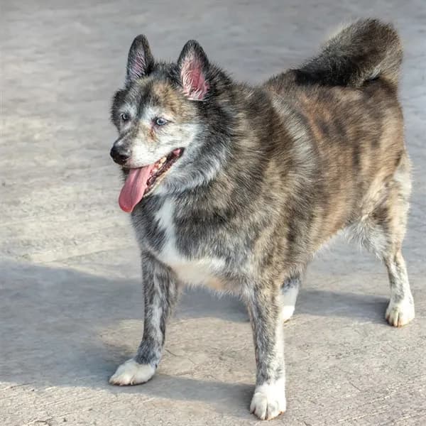 Smokey - Siberian Husky and Pomeranian