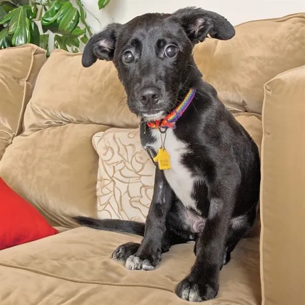 Dakota - German Shepherd Dog mix