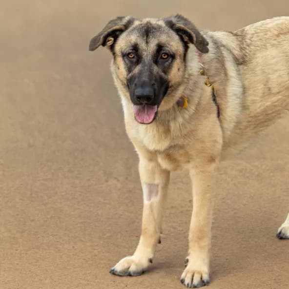Poppy - Anatolian Shepherd mix