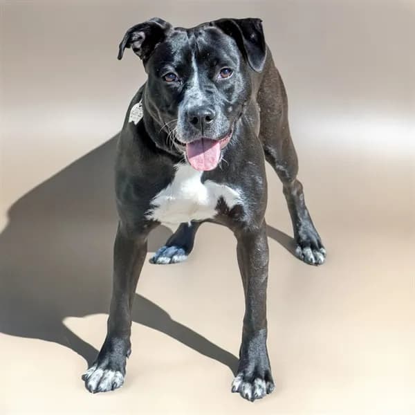 Winnie - Labrador Retriever mix