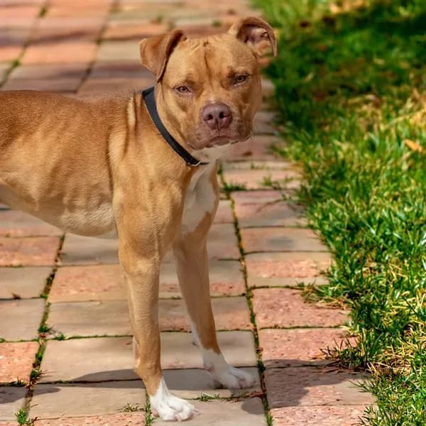 Joshua Tree - Pit Bull Terrier mix