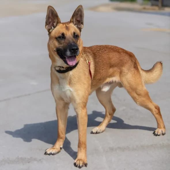 Pushpop - German Shepherd Dog mix
