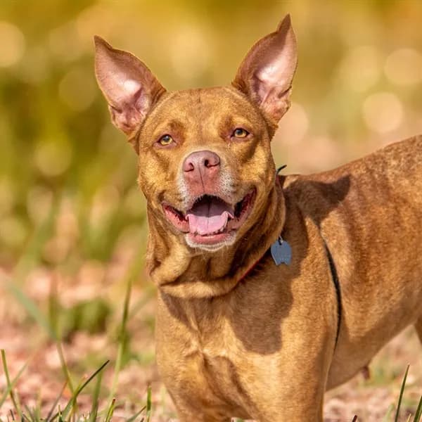 Luna - Pit Bull Terrier mix