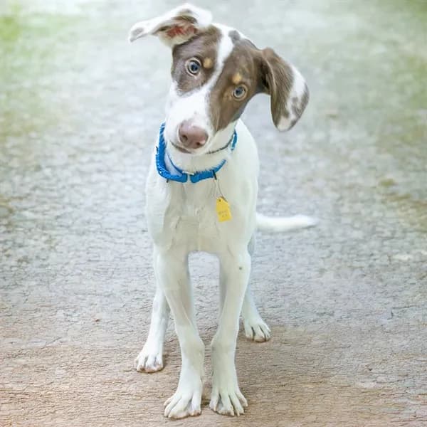 Walnut - Labrador Retriever mix