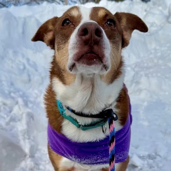 Tabitha - Mixed Breed (Medium) / Shepherd, Australian