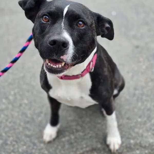 Bagel - Mixed Breed (Medium) / Terrier, American Pit Bull