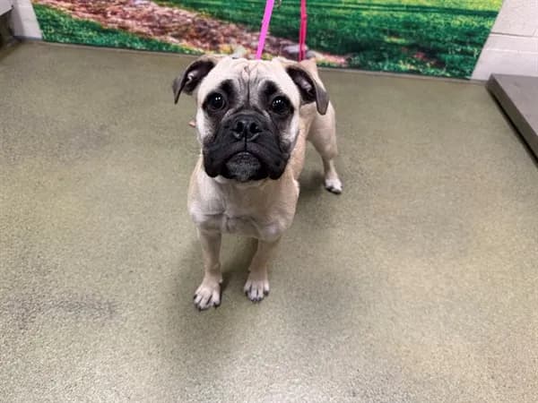 Unnamed - Pug and Beagle
