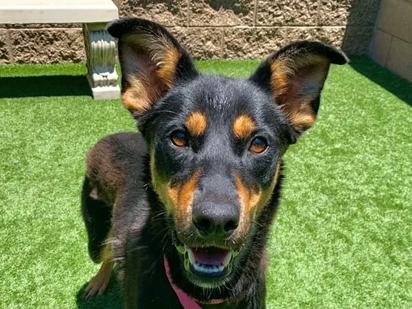 Dolly - Doberman Pinscher mix