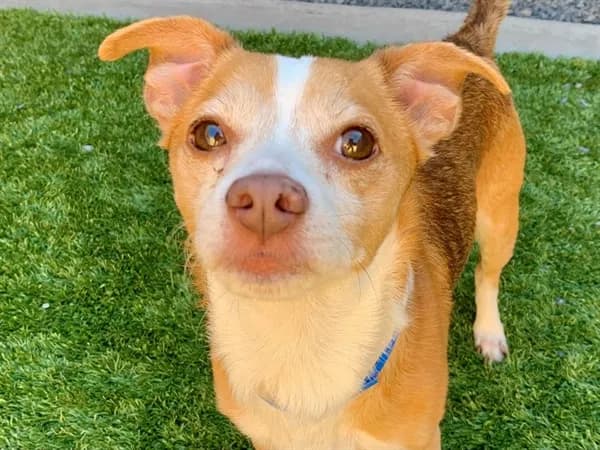 Unnamed - Chihuahua - Smooth Coated mix