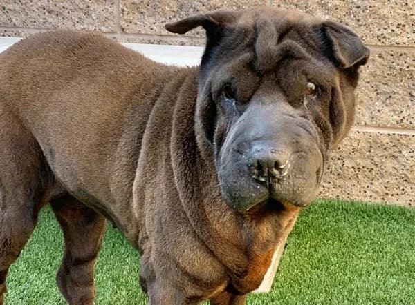 Sharle - Chinese Sharpei mix