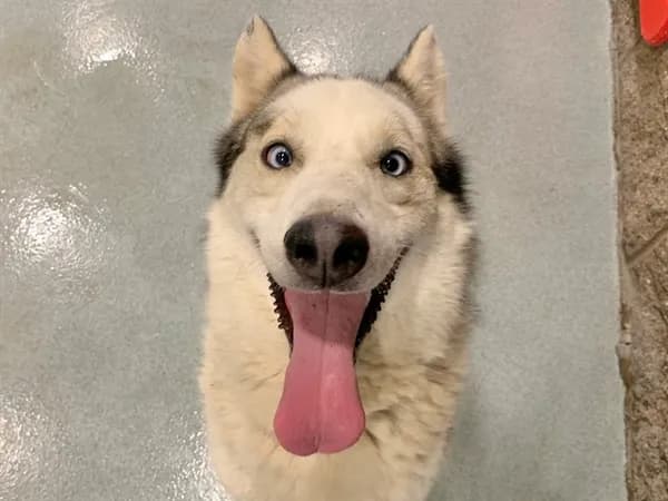 Bruno - Siberian Husky mix