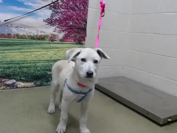 Unnamed - Shepherd mix