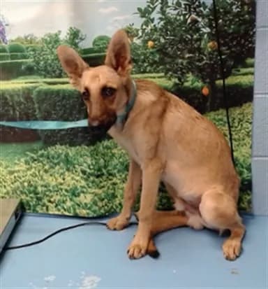 Clyde - German Shepherd Dog mix