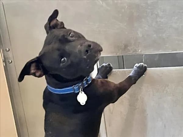 Grench - Pit Bull Terrier