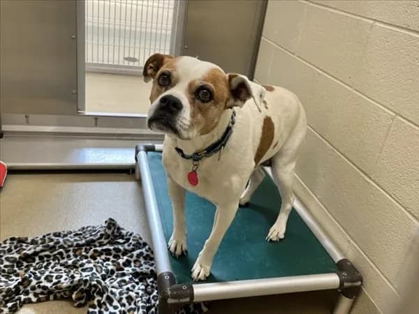 Daisy Mae - Boxer