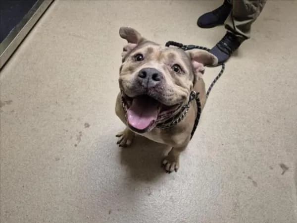 Shortstack - Bulldog mix