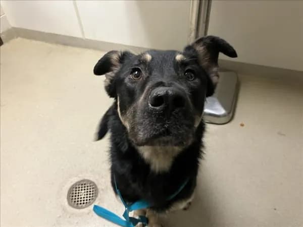 Theon - German Shepherd Dog mix