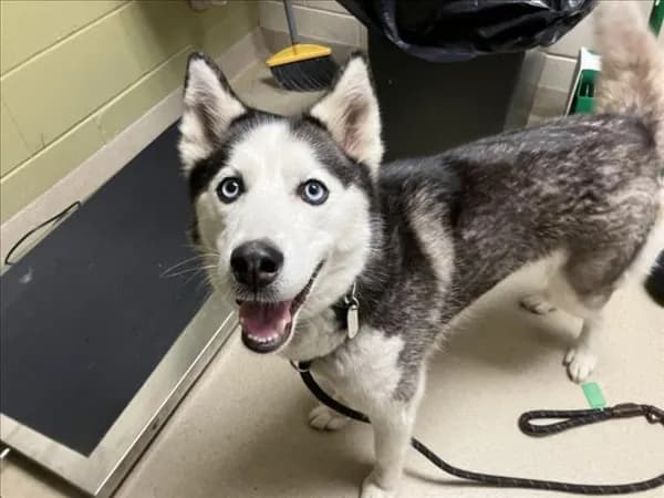 Allie - Siberian Husky