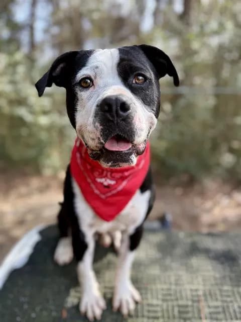 Sprocket - Breed information is not provided by this shelter