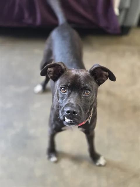 Fudge Round - Breed information is not provided by this shelter