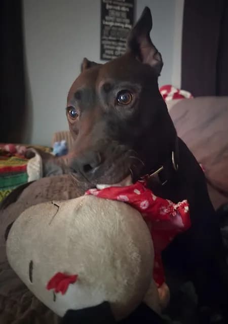 Shiloh - Breed information is not provided by this shelter