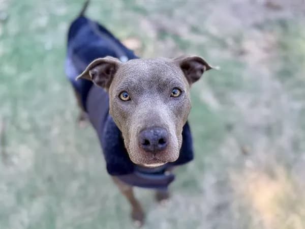 Trippy - Breed information is not provided by this shelter