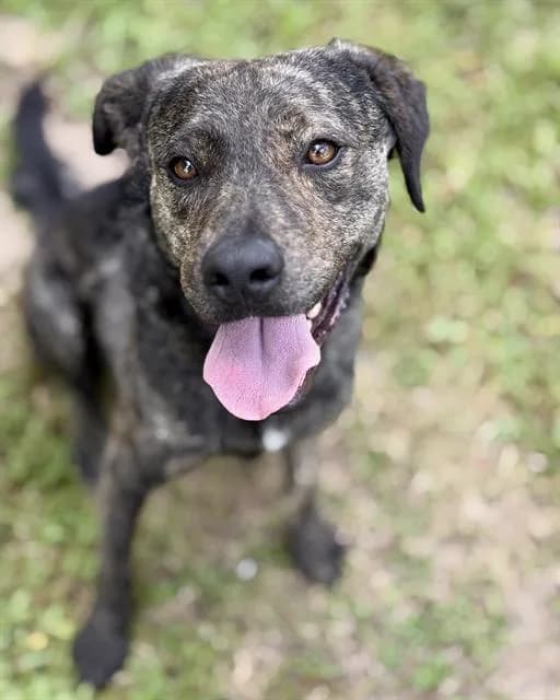 Doodle Bob - Breed information is not provided by this shelter