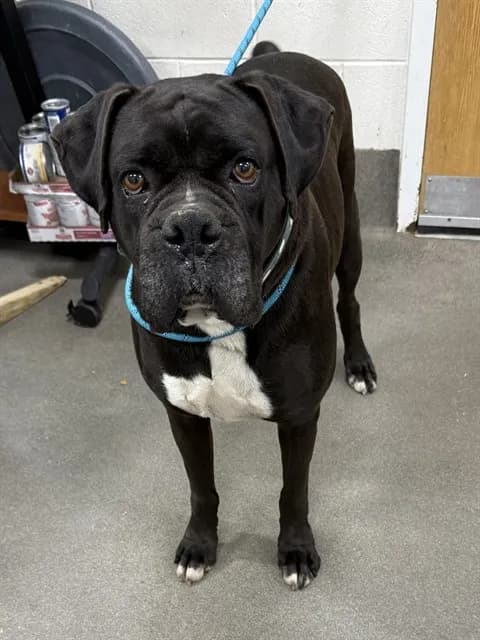 Tyson - Boxer mix