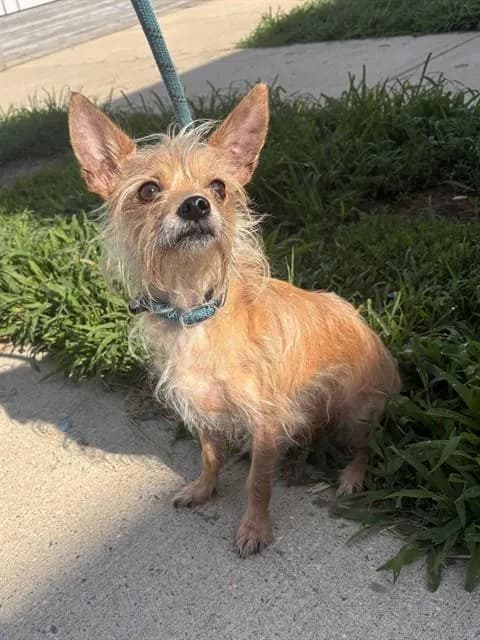 Poco - Chihuahua - Long Haired and Yorkshire Terrier