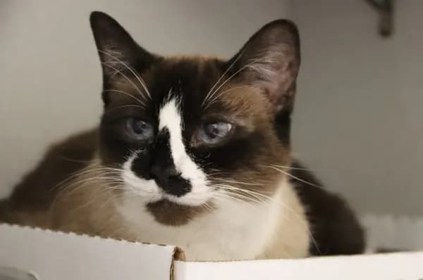 Emma - Snowshoe