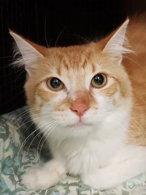 Calypso - Turkish Angora