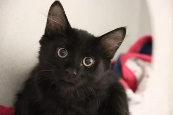 Gabby - Domestic Mediumhair