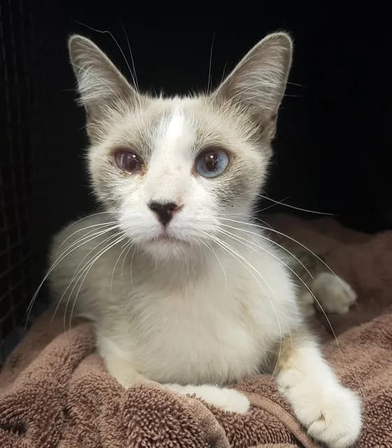Athena* - Snowshoe