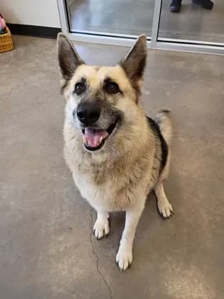 Molly - German Shepherd Dog mix