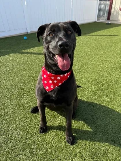 Lacy - Breed information is not provided by this shelter mix