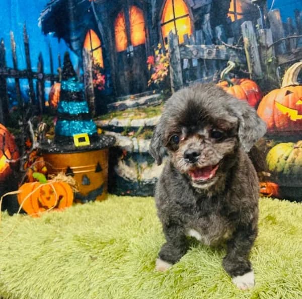 Tabitha - Shih Tzu mix