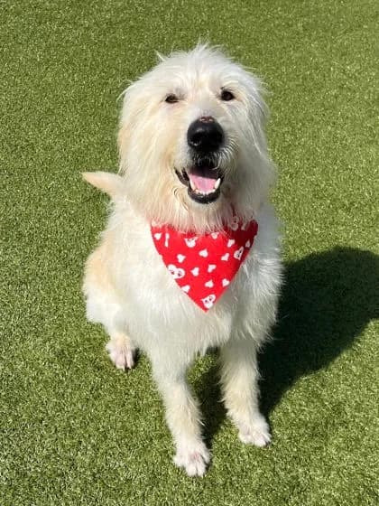 Baxter - Golden Retriever and Poodle - Standard