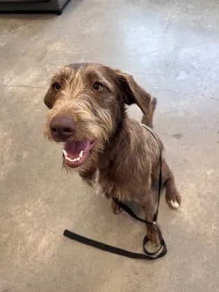 Sadie - Golden Retriever mix