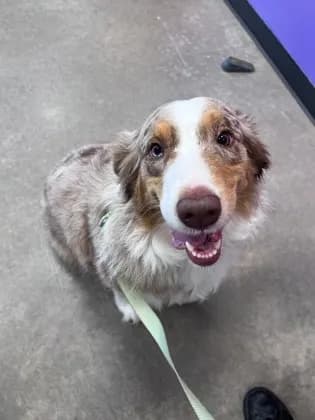 Gypsy - Australian Shepherd mix