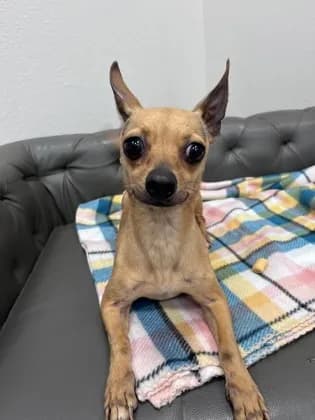 Suzie Q - Chihuahua - Smooth Coated mix