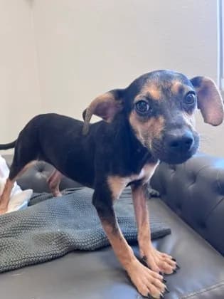 Trixie - Breed information is not provided by this shelter mix