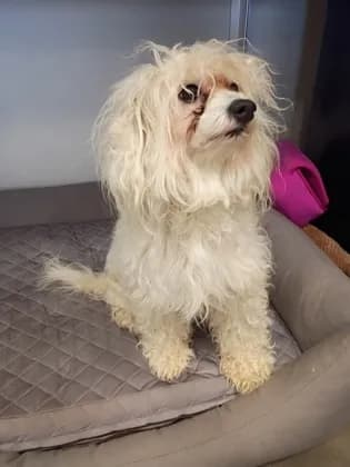 Axl - Poodle - Miniature mix