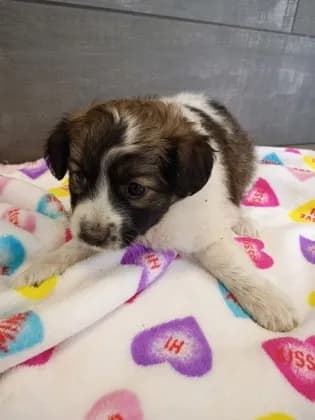 Winnie - Australian Shepherd mix