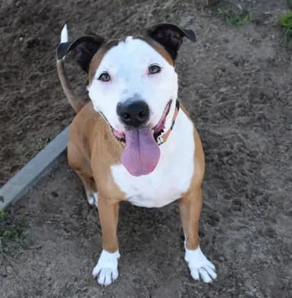 Dunken - Breed information is not provided by this shelter mix